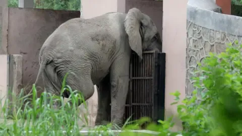 The Solitary Existence and Death of India’s Capital’s Only African Elephant